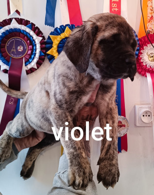 Les chiots de Mastiff