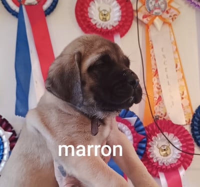 Les chiots de Mastiff