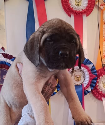 Les chiots de Mastiff