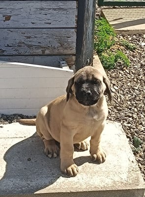 Les chiots de Mastiff