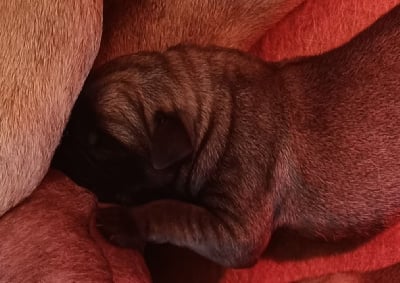 Les chiots de Mastiff
