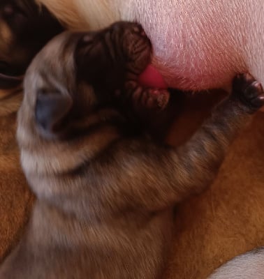 Les chiots de Mastiff