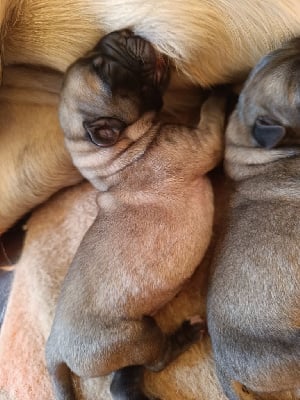 Les chiots de Mastiff