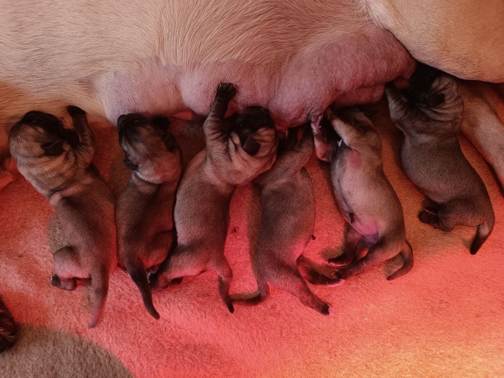 Mastiff - des Joyaux d'Hades