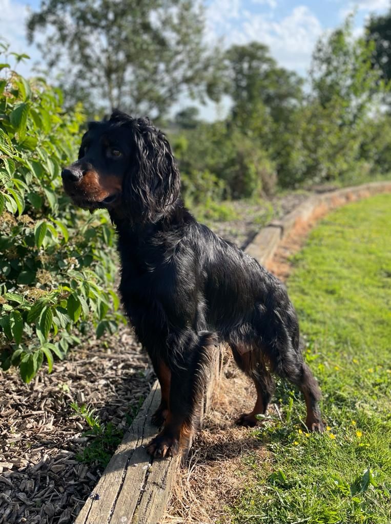 Publication : Du Champ De La Chapelle Auteur : Du Champ de la Chapelle