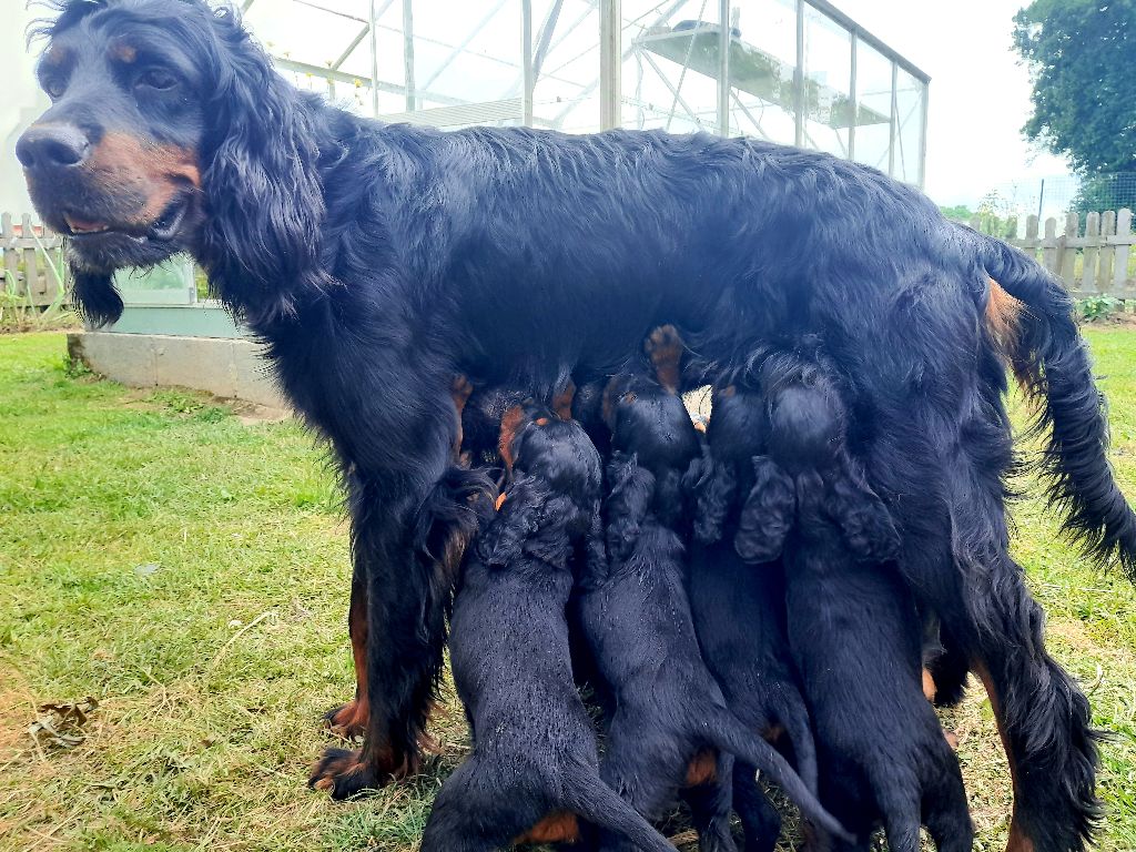 Publication : Du Champ De La Chapelle Auteur : Du Champ de la Chapelle