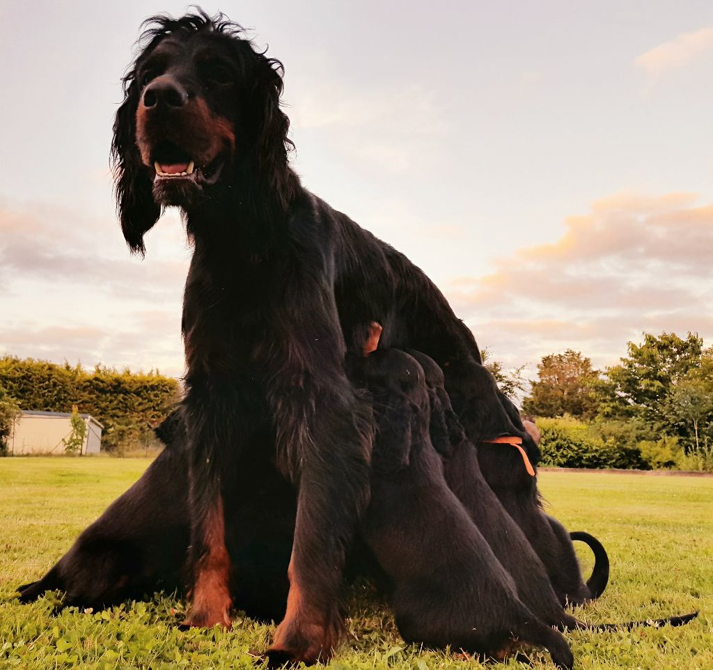 Publication : Du Champ De La Chapelle Auteur : Du Champ de la Chapelle