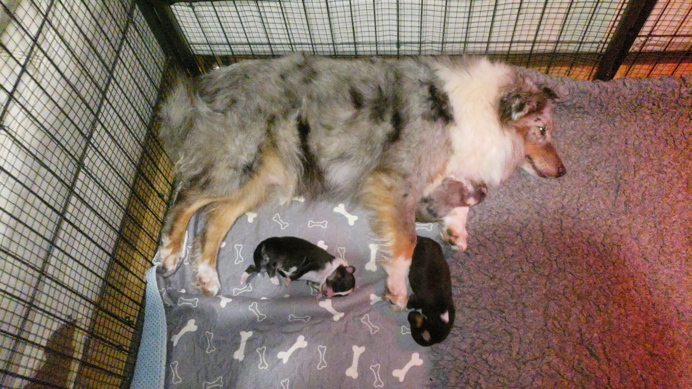 Shetland Sheepdog - Of Chiprey's Hamlet