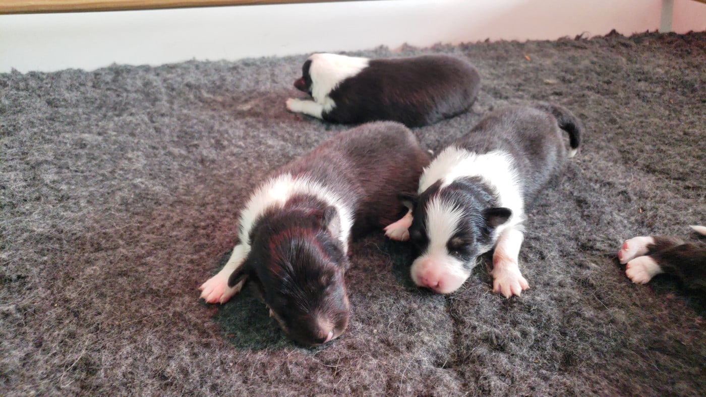 Shetland Sheepdog - Of Chiprey's Hamlet