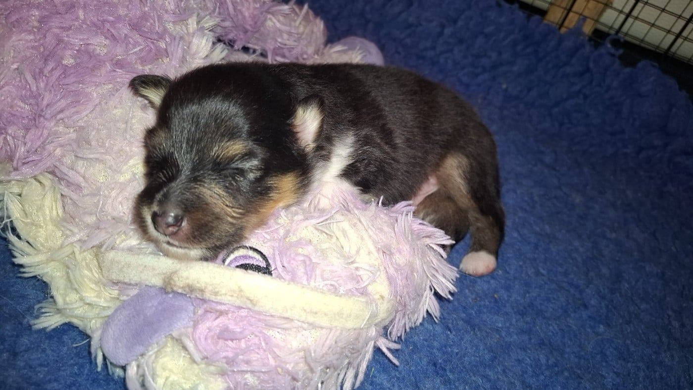 Chiot N°1