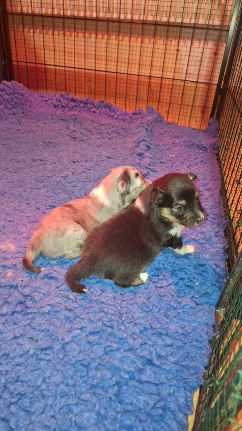 Chiot N°1