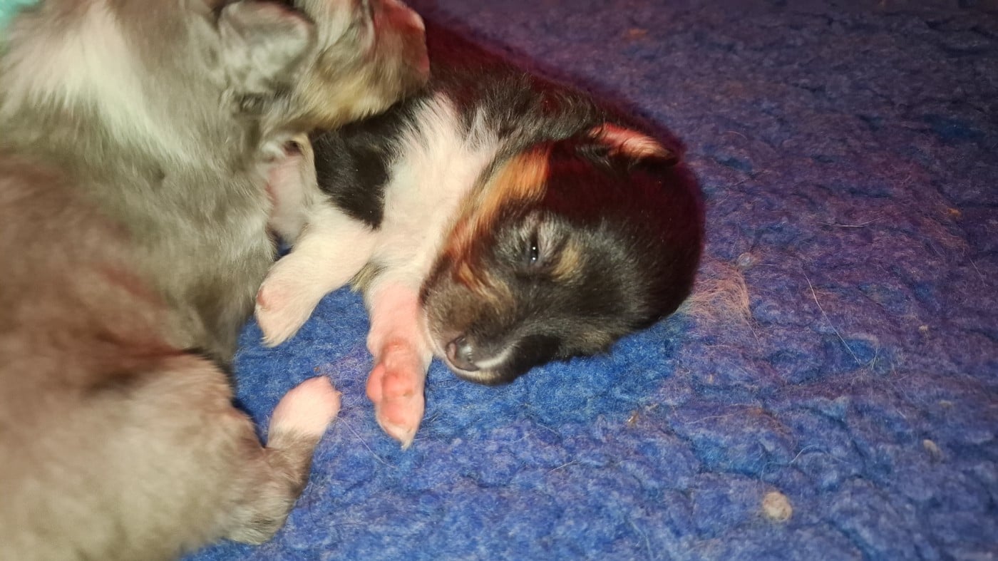 Chiot N°1