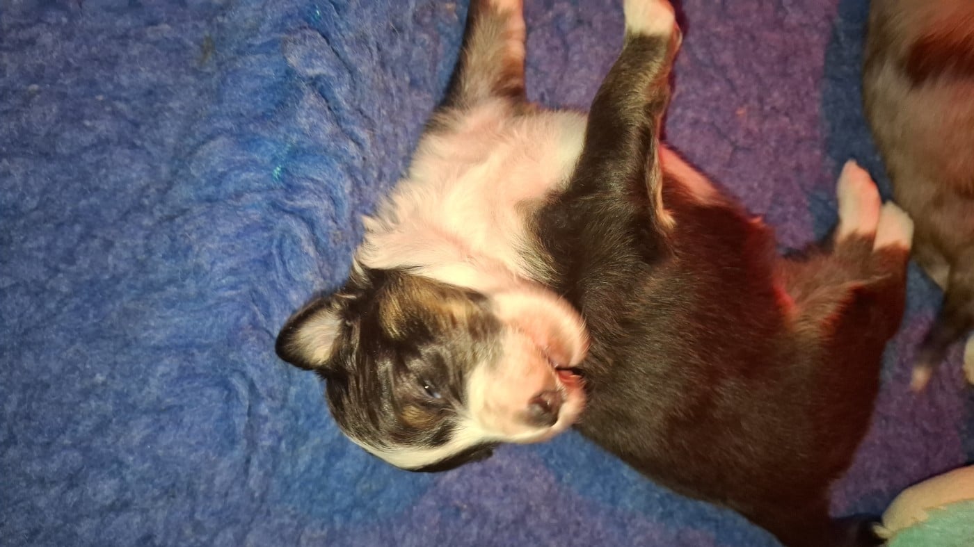 Chiot N°2