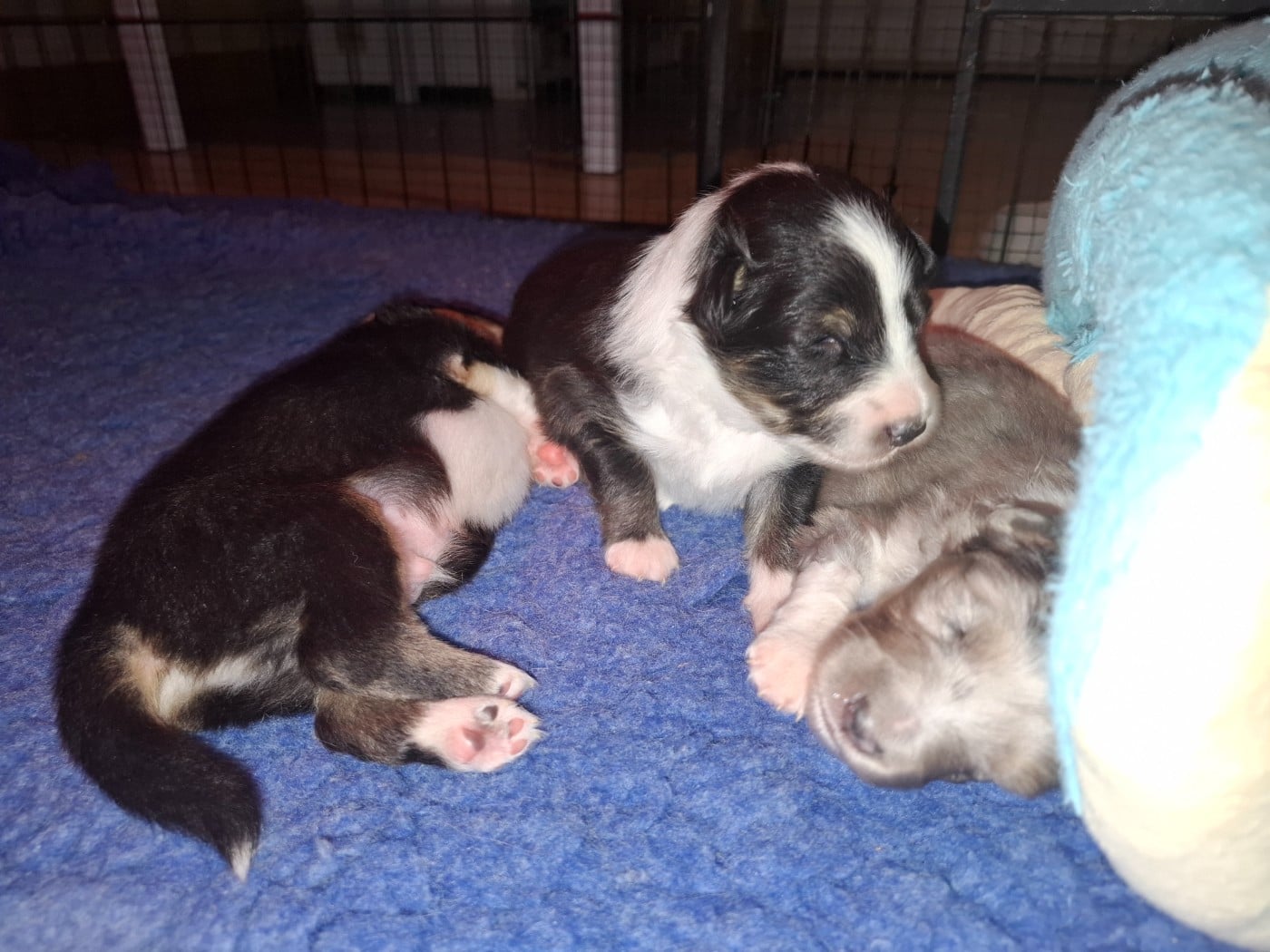 Chiot N°2
