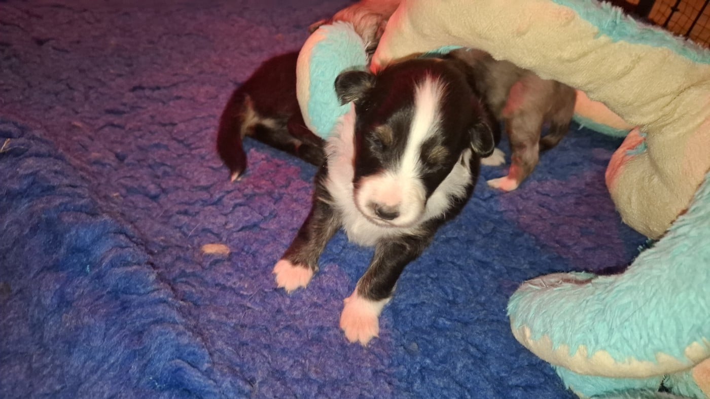 Chiot N°2