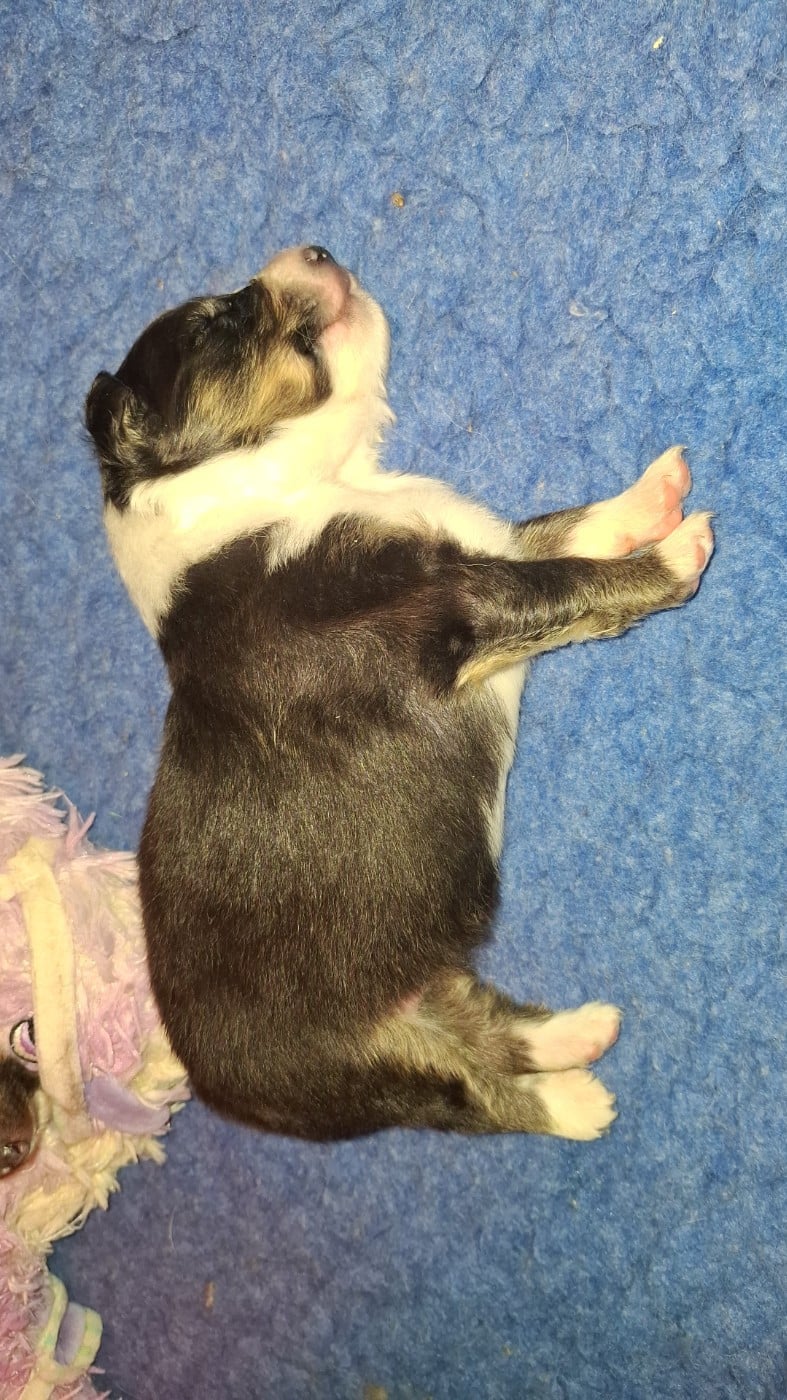 Chiot N°2