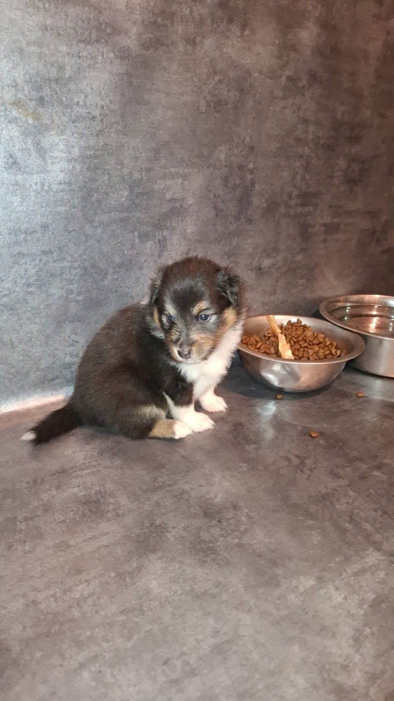 Chiot N°1