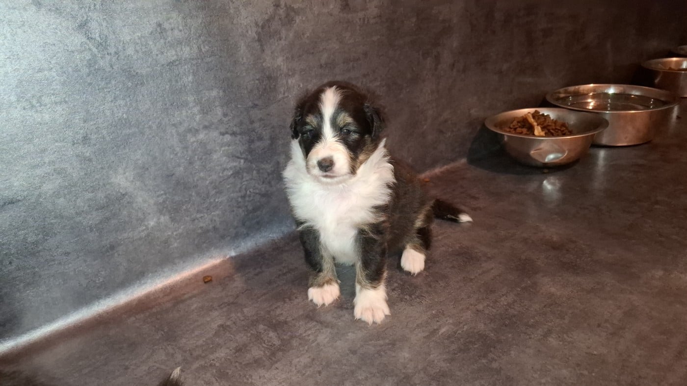 Chiot N°2