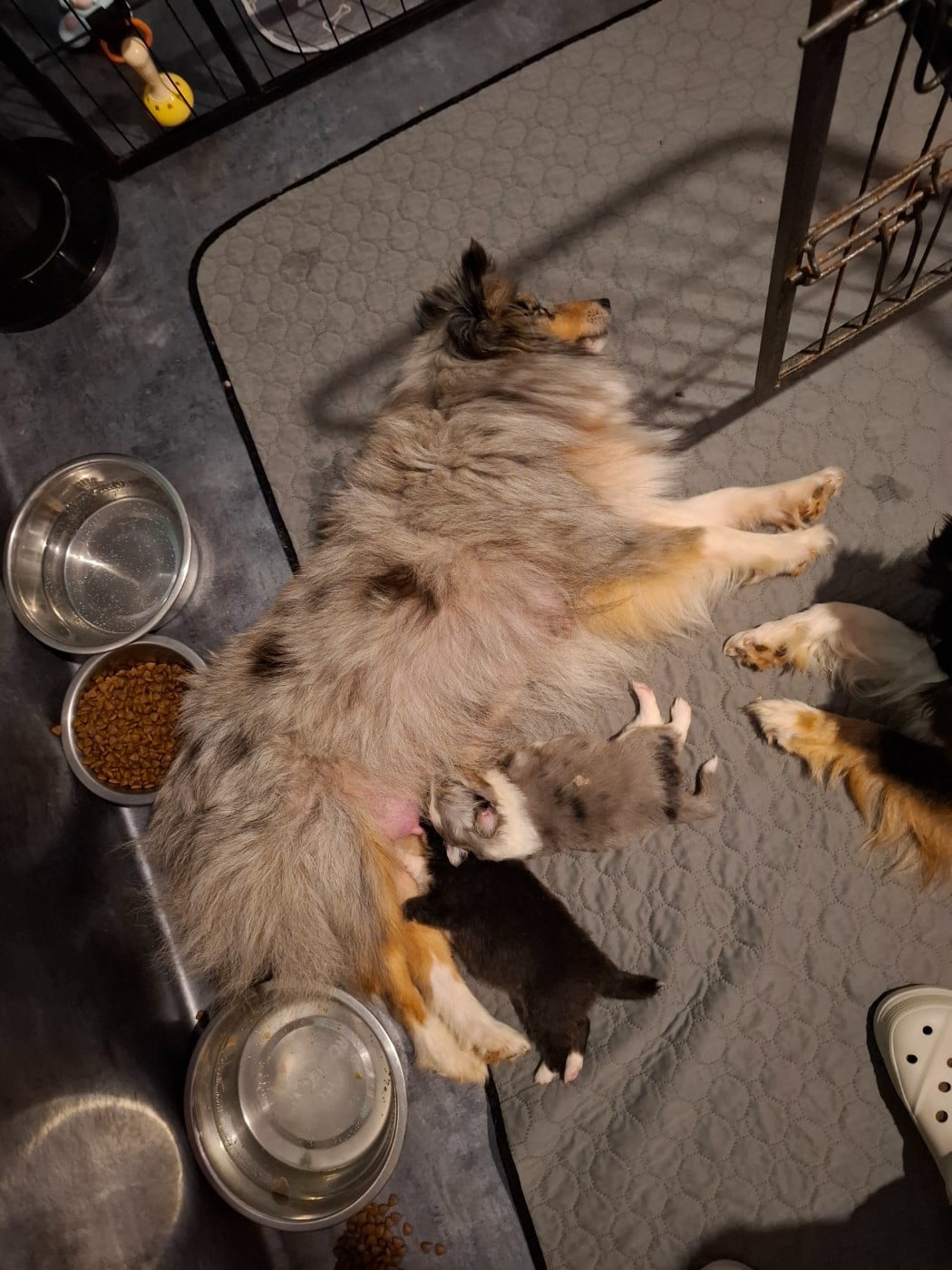 Shetland Sheepdog - Of Chiprey's Hamlet
