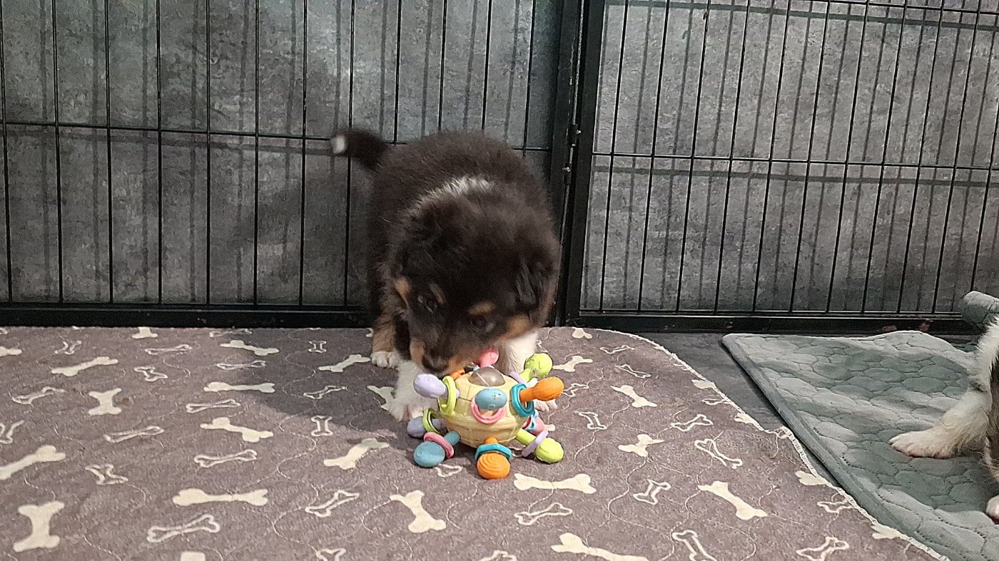 Chiot N°1