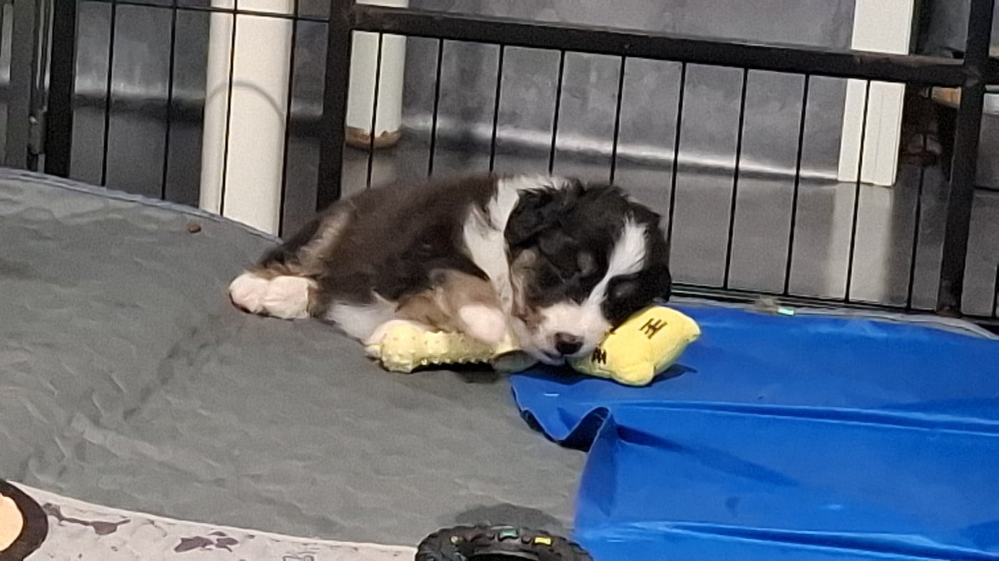 Chiot N°2