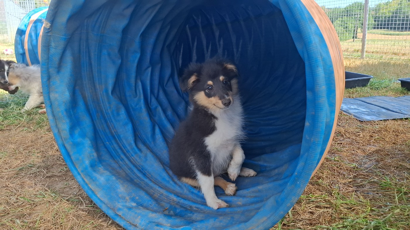 Beau
