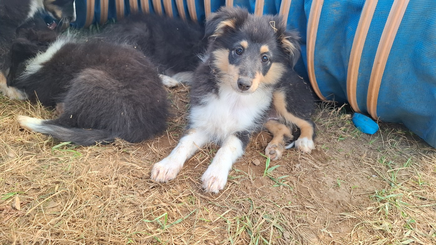 Beau