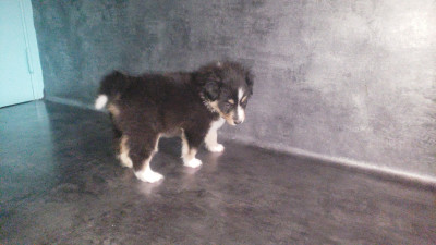 Les chiots de Shetland Sheepdog