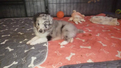 Les chiots de Shetland Sheepdog