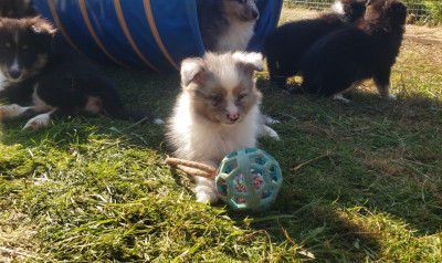 Les chiots de Shetland Sheepdog