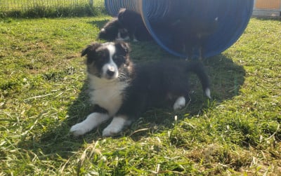 Les chiots de Shetland Sheepdog