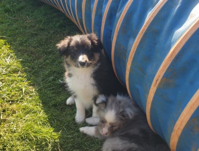 Les chiots de Shetland Sheepdog