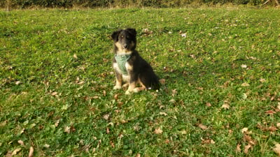 Les chiots de Shetland Sheepdog