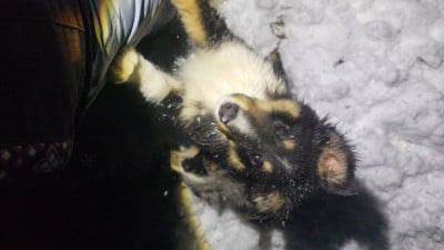 Les chiots de Shetland Sheepdog