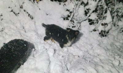 Les chiots de Shetland Sheepdog