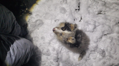Les chiots de Shetland Sheepdog