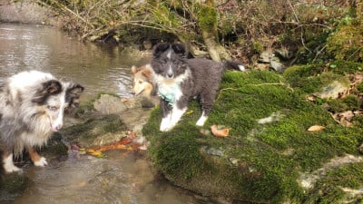 Les chiots de Shetland Sheepdog