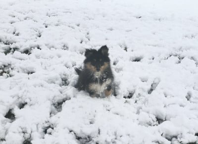 Les chiots de Shetland Sheepdog