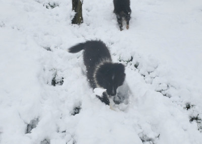 Les chiots de Shetland Sheepdog