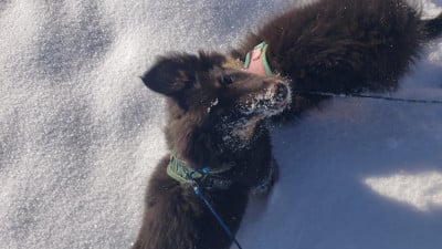 Les chiots de Shetland Sheepdog