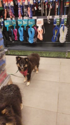 Les chiots de Shetland Sheepdog