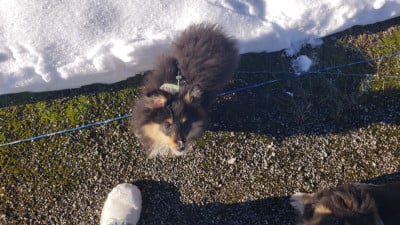 Les chiots de Shetland Sheepdog