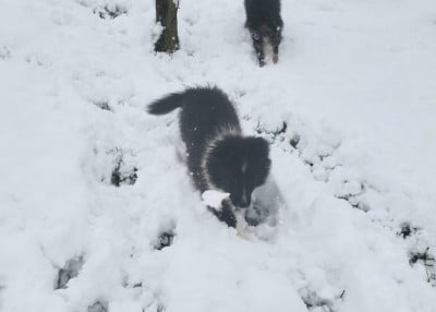 Les chiots de Shetland Sheepdog