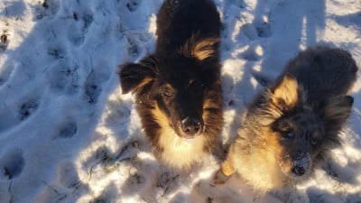 Les chiots de Shetland Sheepdog