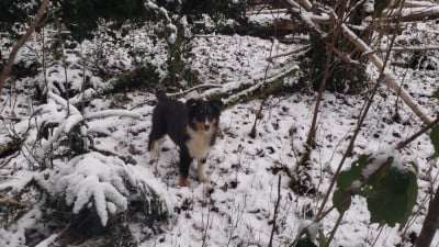 Les chiots de Shetland Sheepdog