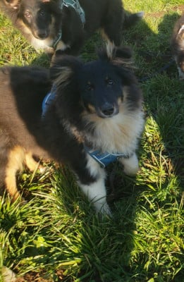 Les chiots de Shetland Sheepdog