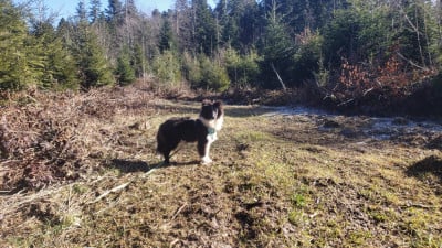 Les chiots de Shetland Sheepdog