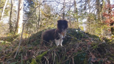 Les chiots de Shetland Sheepdog