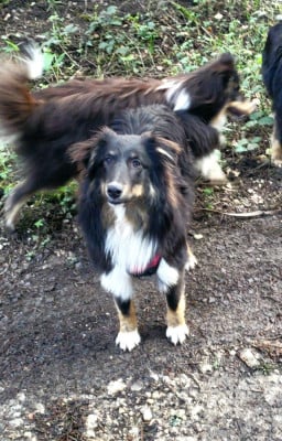 Les chiots de Shetland Sheepdog