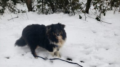 Les chiots de Shetland Sheepdog